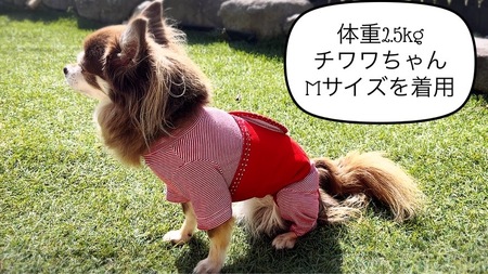 FB158_超小型犬・シニア犬の冷え性対策腹まき☆Sサイズ【お試し1枚】