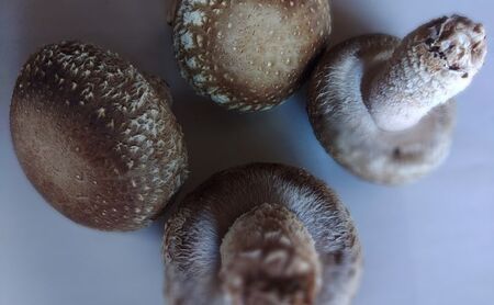 生椎茸肉厚鍋物群馬県産生椎茸【約1kg(40個前後)】