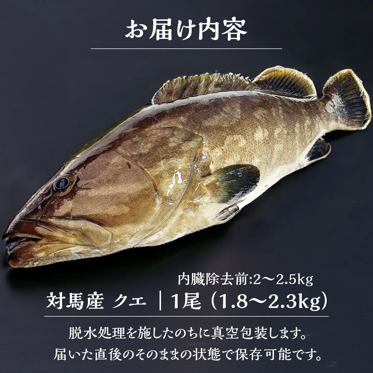 【1週間以内発送】対馬産クエ 丸ごと1匹！1.8kg以上！ [WCN001] 直送 新鮮 マルモン 刺身 しゃぶしゃぶ 鍋 くえ アラ スピード発送 最速発送 最短発送