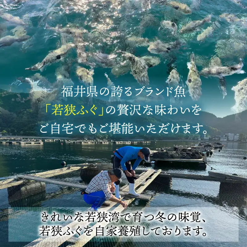 【先行予約/11月より順次配送】【着日指定可】若狭ふぐ てっさ と 鍋 Cセット 5〜6人前 冷蔵【配送不可地域：北海道・沖縄・離島】 小浜市 / ひろた[BFBQ008] ふぐ