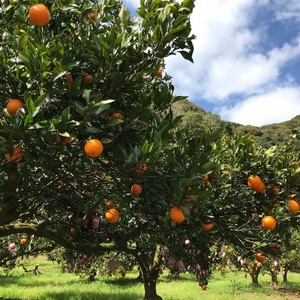 【数量限定】鹿児島県枕崎産 山下農園のこだわりたんかんA8-104_果物・フルーツ  柑橘 _【配送不可地域：離島】【1167044】