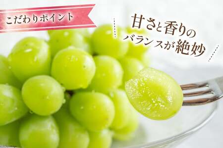 【2026年発送】 シャインマスカット 予約 葡萄 種無し 2.5kg  3～ 6房