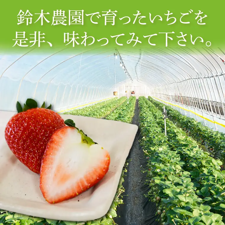 とちあいか いちご ★贈答用★ 600g 300g×2P DJ002