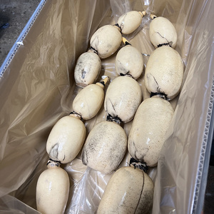 野口れんこん 茨城県産 極上無漂白蓮根2kg | 茨城県 蓮根 れんこん レンコン ハス 根菜 シャキシャキ 甘い 産地直送 産直　※離島への配送不可