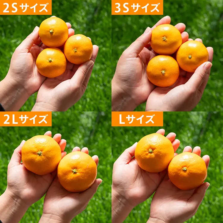 山北みかん 小玉5kg（60～80個程度）小玉３S〜２Sサイズ yk-0078
