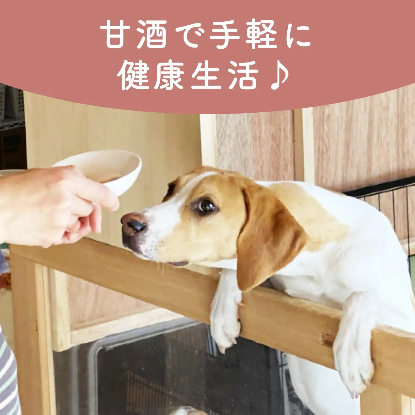 ワンワン 甘酒 犬 用  （濃縮タイプ） 便利な スタンドパック入り 170g×5【有限会社 木屋食品工業】[ZAD014]