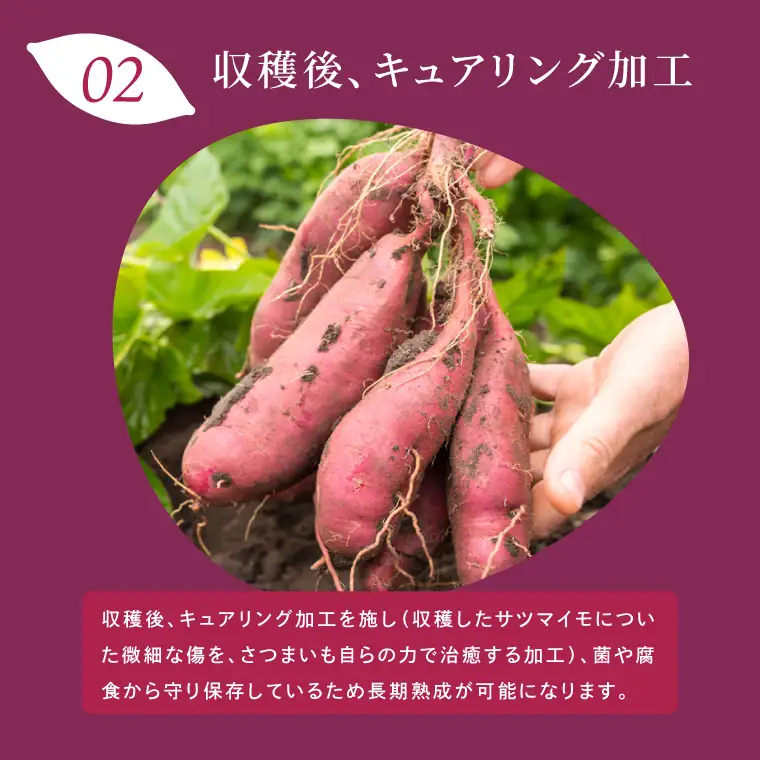 さつまいも 紅はるか 芋 生芋 20kg 2箱 S～L サイズ混合 茨城 産地直送 国産 無添加 さつま芋 べにはるか（56-07）
