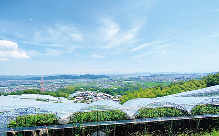 ぶどう 2026年 先行予約 シャイン マスカット 晴王 1房 約600g 岡山県産 シャインマスカット