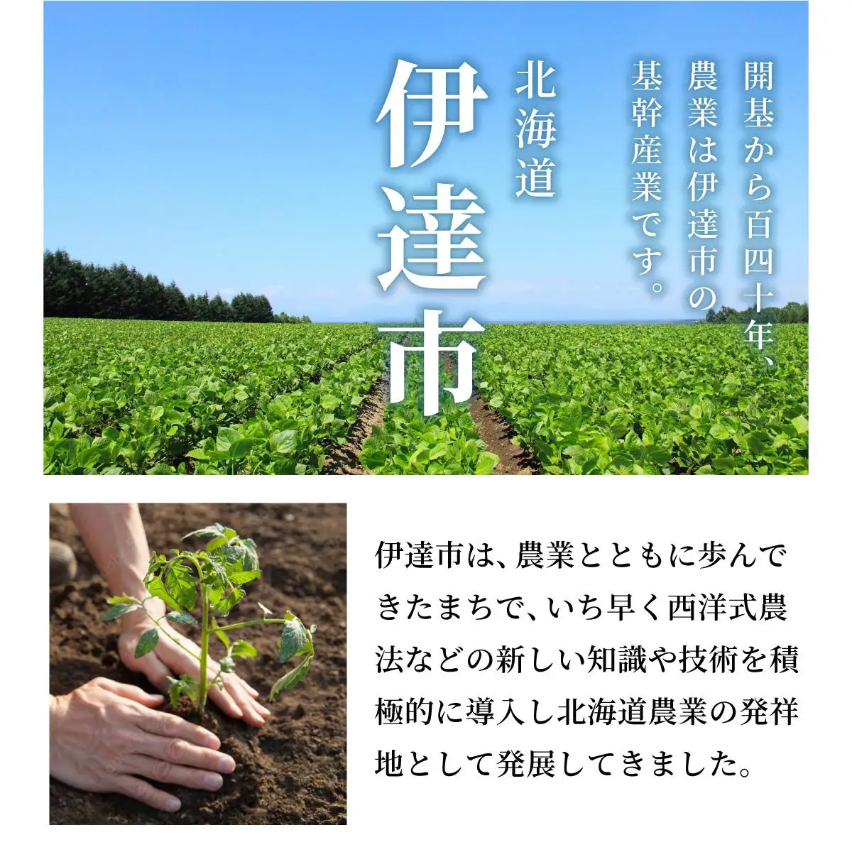 ＜先行予約＞北海道伊達産 ミニトマト 甘っこ 2kg【55250939】