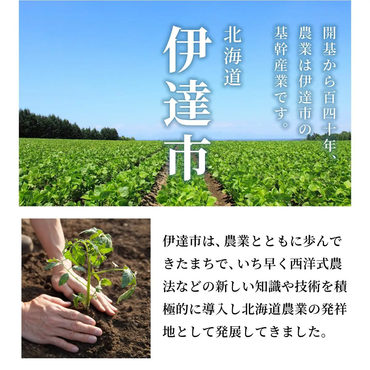 ＜先行予約＞北海道伊達産 ミニトマト まゆか 2kg【55250942】