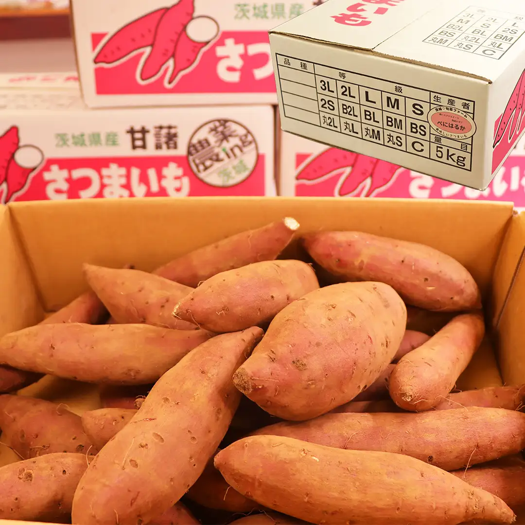 さつまいも 【 紅はるか 】 5kg ( 箱込 ) 