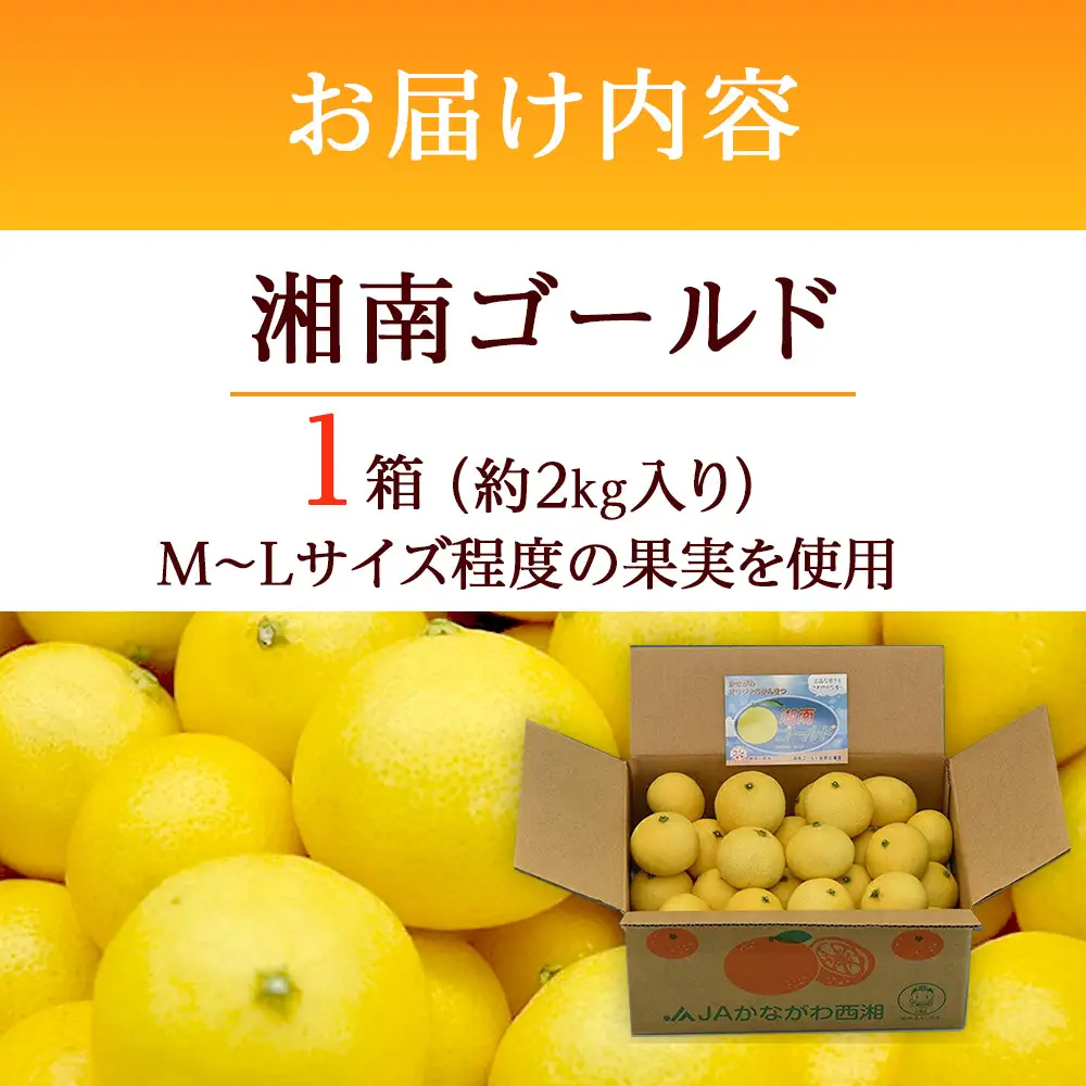 〈希少商品〉神奈川生まれの柑橘 「湘南ゴールド」( 露地栽培)＜出荷開始：2027年3月10日出荷開始～2027年3月31日出荷終了＞【フルーツ オレンジ 果物 柑橘 贈答用 家庭用 自宅用  神奈川県小田原市】