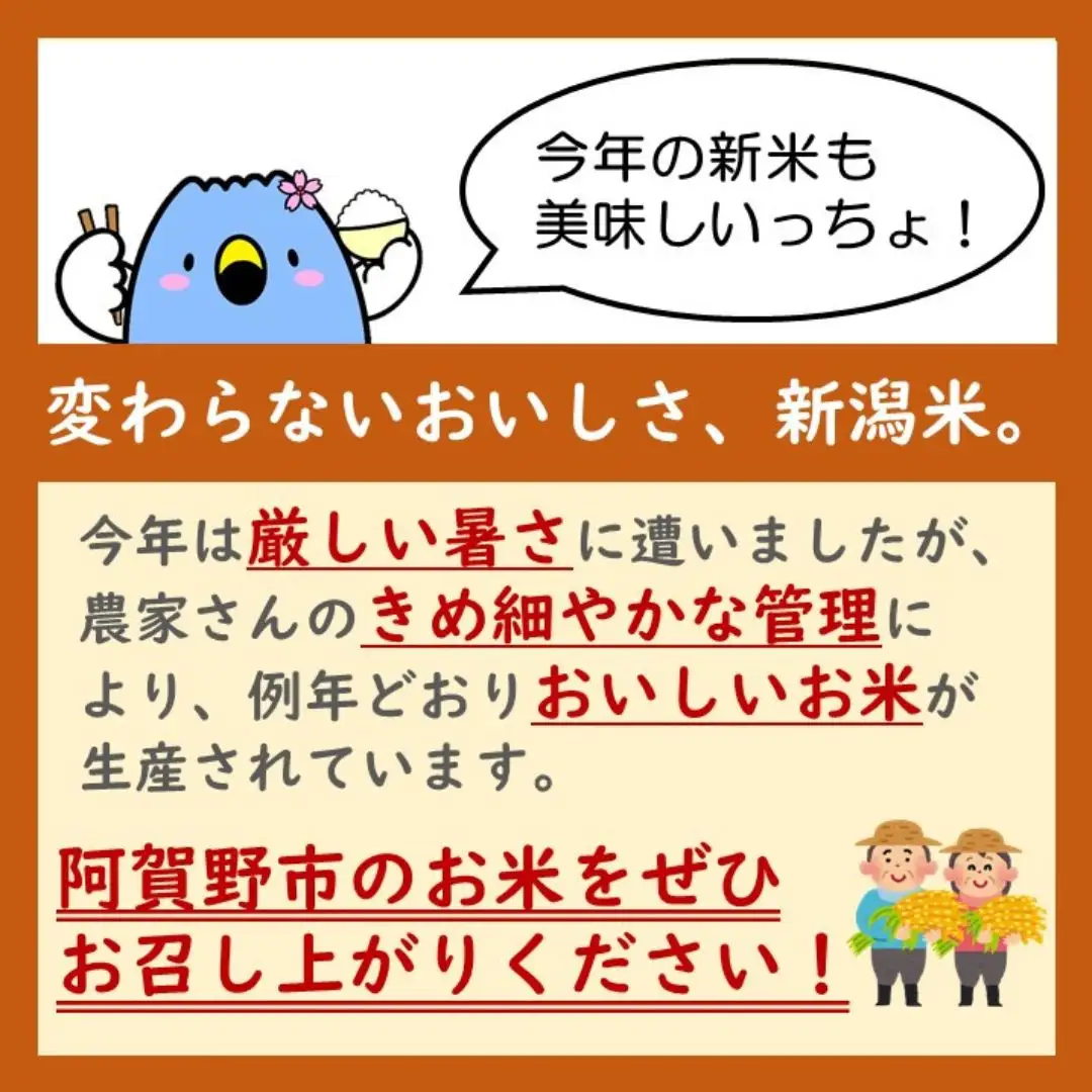 【令和7年産】【新潟県認証米】 5kg 特別栽培米 従来コシヒカリ 阿賀野市産 丸山農園 米 こめ コメ 白米 精米 3F01013