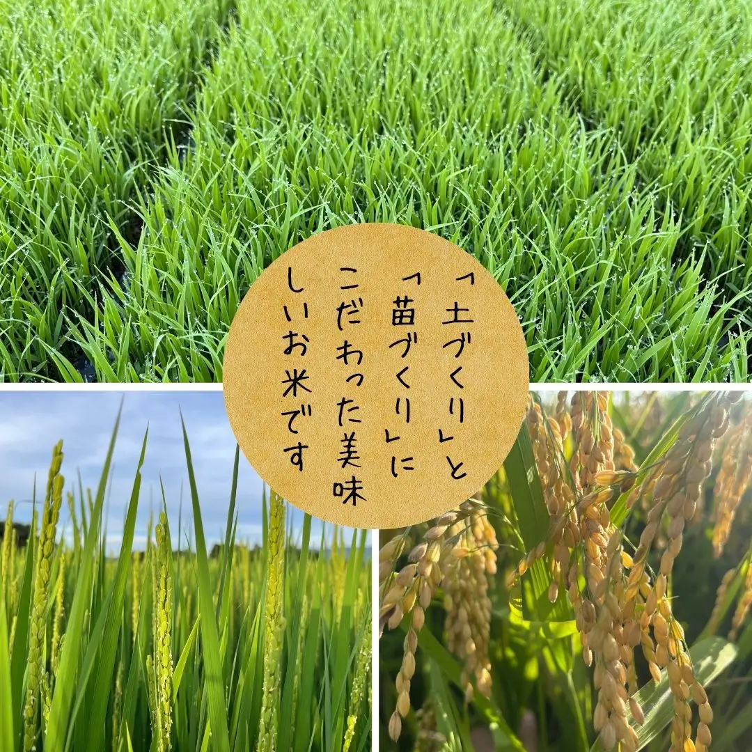 【令和8年産新米予約】【新潟県認証米】 10kg (各5kg) 特別栽培米 「従来コシヒカリ」＆「新之助」食べ比べセット 阿賀野市産 丸山農園 米 こめ コメ 白米 精米 新米 新米予約 令和8年産 10月中旬より順次発送予定  3F05030