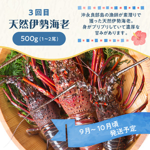 和泊町「夢」のコラボ【3回】定期便Ｄ W034-004u 冷凍 野菜 イモ 定期便