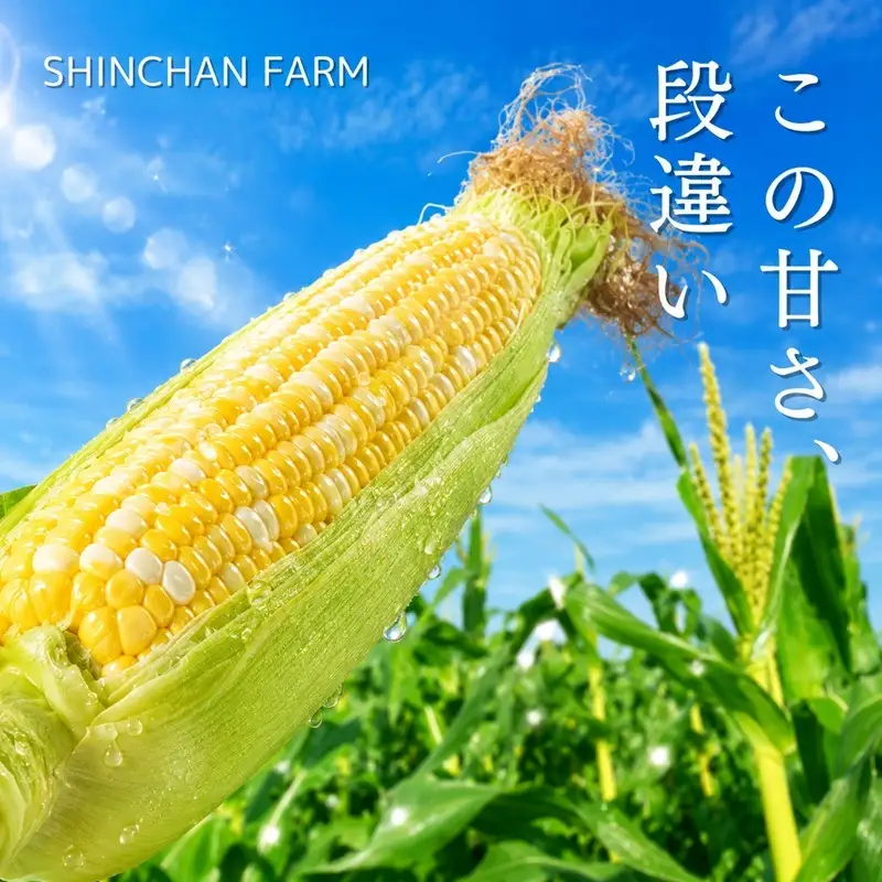 とうもろこし 新茶 セット 8～9本 詰め合わせ とうもろこし