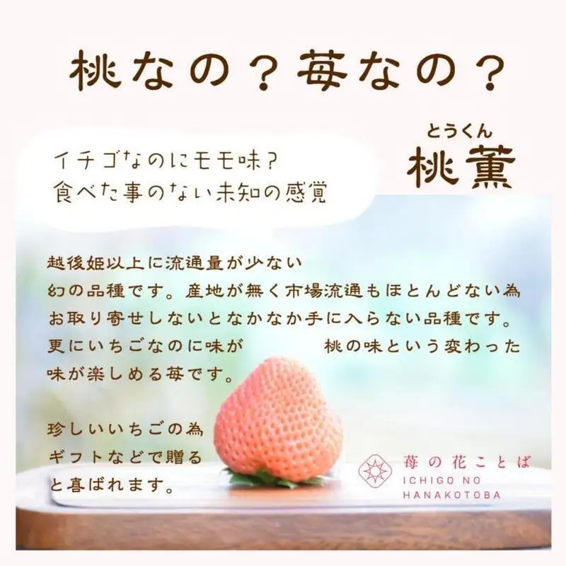 【先行予約】越後姫桃薫 いちご 越後姫 シングル約380g 苺の花ことば