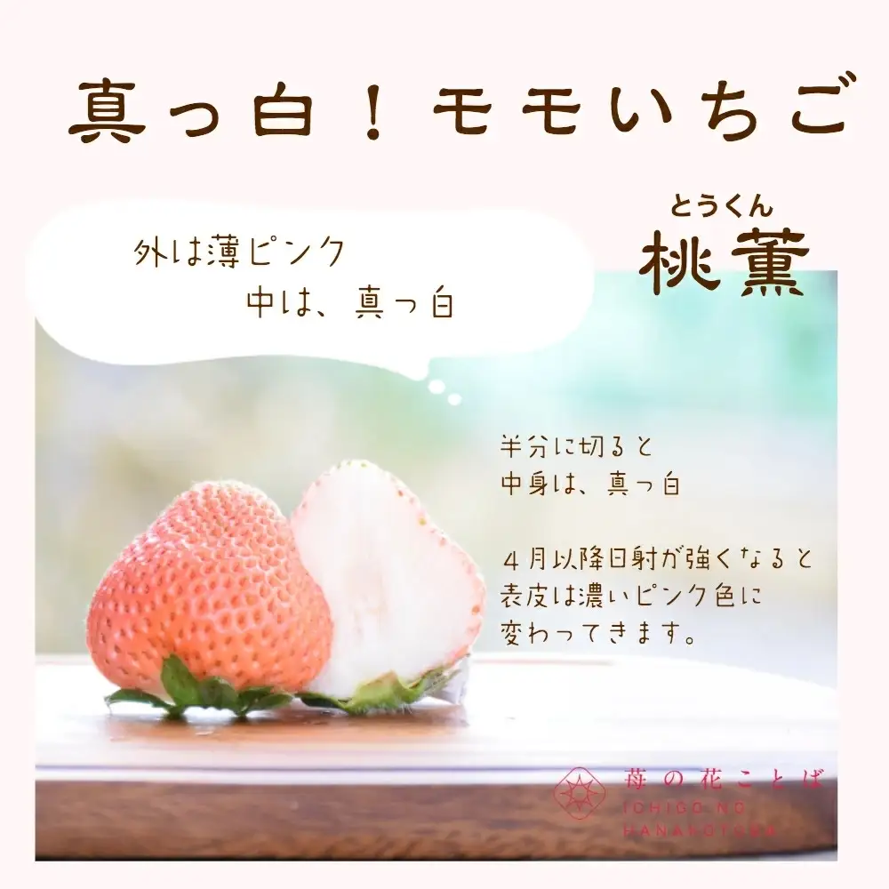 【先行予約】越後姫桃薫 いちご 越後姫 約200g×2P食べ比べ