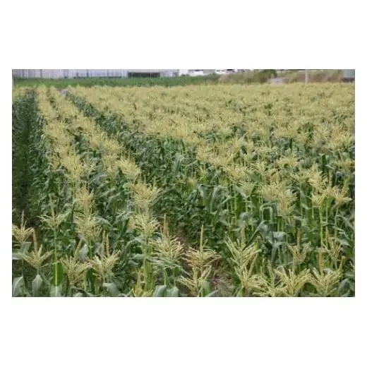 2027年産　善通寺市産スイートコーン ４kg　（6月頃から発送）_Z2600002