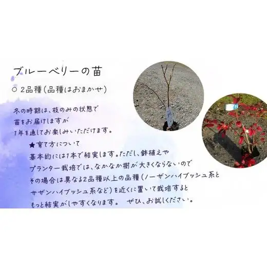 ブルーベリー の 苗 2品種セット （品種おまかせ）