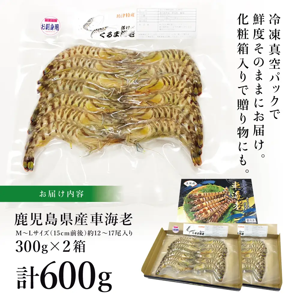 【鹿児島県産】活〆 冷凍車海老 600g（生食用） えび クルマエビ 車えび 海鮮 海産物 刺身 寿司 天ぷら 塩焼き エビフライ 急速冷凍 冷凍 鹿児島 坊津 南さつま市