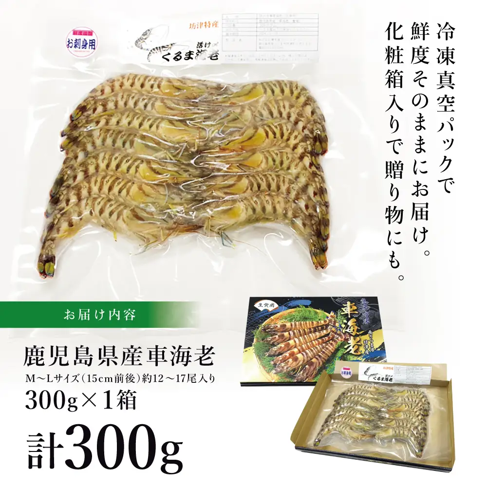 【鹿児島県産】活〆 冷凍車海老 300g（生食用） えび クルマエビ 車えび 海鮮 海産物 刺身 寿司 天ぷら 塩焼き エビフライ 急速冷凍 冷凍 鹿児島 坊津 南さつま市