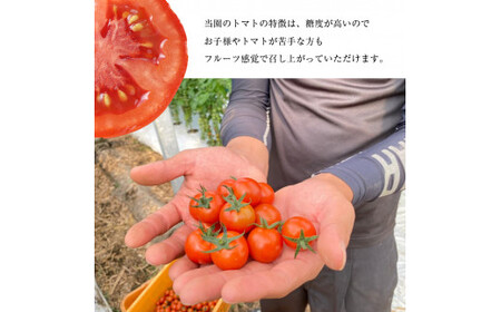 【定期3回】『大家ファーム』のミニトマト アイコ 1.2kg×3回 | ミニトマト トマト  野菜 定期便 定期  熊本県 玉名市