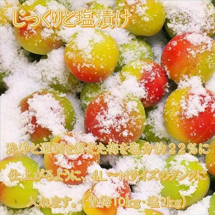 梅干し　はちみつ梅10kg　塩分約8％【農林水産大臣賞受賞】｜梅干し　