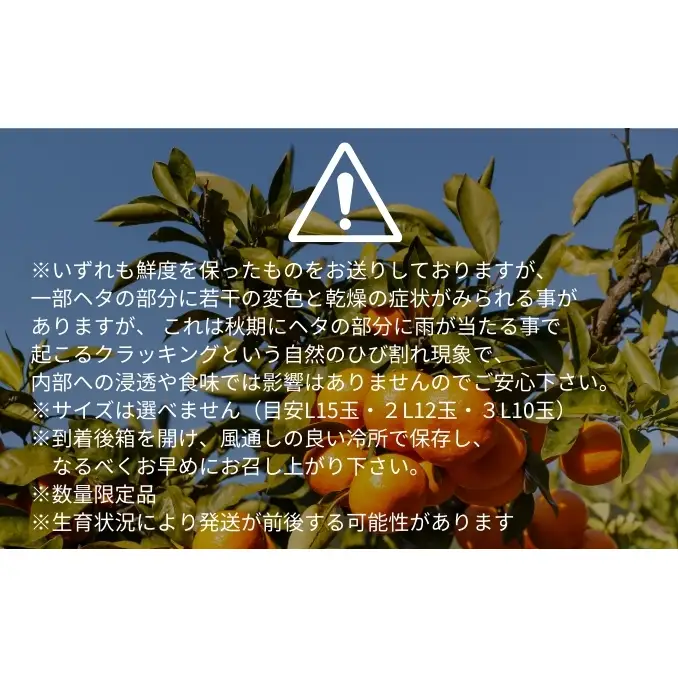 愛果28号 約2.5kg 東温市産 サイズお任せ 「 紅まどんな 」の同一品種（品種名： 愛媛果試28号 ） 今が旬 農園直送 みかん 人気 数量限定 先行予約 愛媛みかん かんきつ 愛媛県 フルーツ 果物 くだもの 甘い 