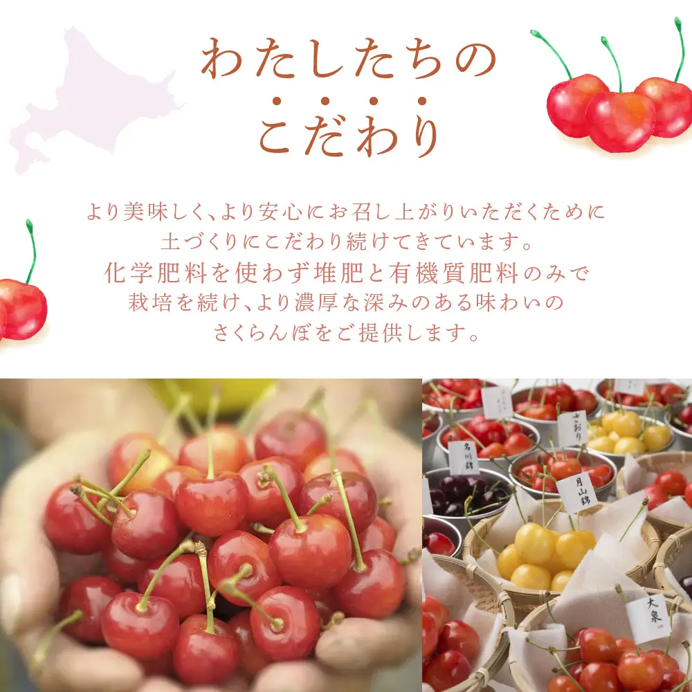 さくらんぼ 4色 24粒 化粧箱入り 北海道 さくらんぼ