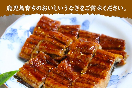 【発送月固定定期便】南九州まんぞく定期便ハーフ全6回【配送不可地域：離島】【4014697】