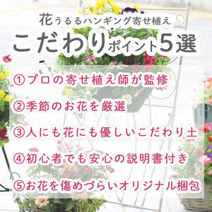 C052 宿根草 「ヒューケラ 花うるる ハンギング 寄せ植え」Mサイズ(多年草 ドルチェ カラーリーフ 寄植え ハンギングバスケット 春 夏 秋 冬 屋外 玄関 おしゃれ ギフト ガーデニング 誕生日 プレゼント 鉢植え 珍しい 完成品 花 鉢植え 母の日