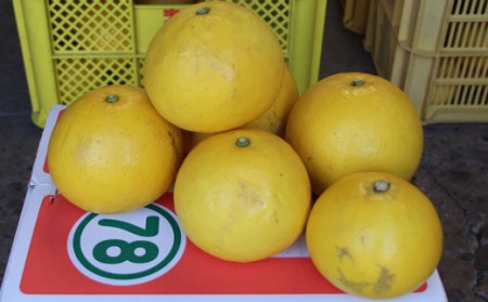 森下農園 すくも文旦 10kg 文旦