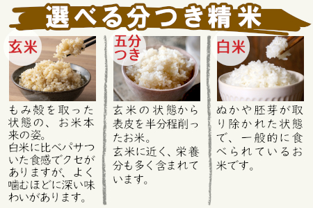 お好みに合わせて精米！令和6年産 コシヒカリ 玄米 12kg 新米 先行受付 東白川村産 お米 こめ 10000円 一万円