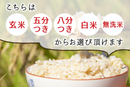 お好みに合わせて精米！ 令和6年産 いのちの壱 玄米 約6kg 新米 先行予約 お米 ご飯 10000円 一万円