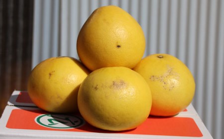 広畑農園 土佐文旦 10kg 文旦
