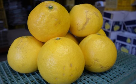 文旦 10kg 高知 文旦 家庭用