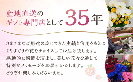 器に盛ったランとバラのアレンジ M 花 薔薇 胡蝶蘭 花
