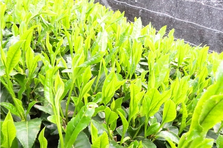 日本茶鑑定士監修のティーカップ黒とかぶせ茶ティーバッグ（28P×2缶）〈お茶 茶 煎茶 緑茶 かぶせ茶 ティーカップ ティーバッグ ティーパック 飲料 加工食品 ハンドメイド 日本茶鑑定士〉 