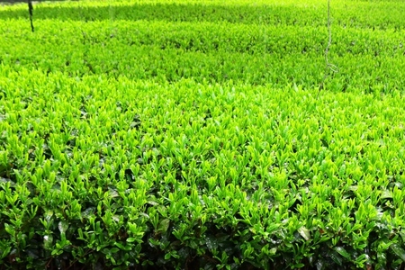 日本茶鑑定士監修のティーカップ白と玉露ティーバッグ（28P×2缶）〈お茶 茶 煎茶 緑茶 茶葉 玉露 ティーカップ ティーバッグ ティーパック 飲料 加工食品 ハンドメイド 日本茶鑑定士〉 