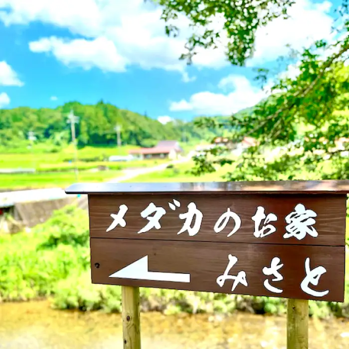 煌（きらめき）1ペア【オス 1匹 メス 1匹 めだか メダカ 人気品種 黒 白 柿色 きらびやか】
