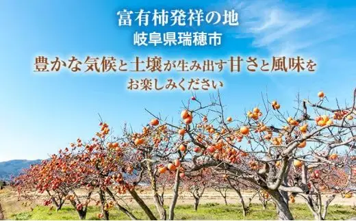 【先行予約】富有柿 贈答用  2L×12個【富有柿の発祥の地 瑞穂市！！】※2026年11月～発送