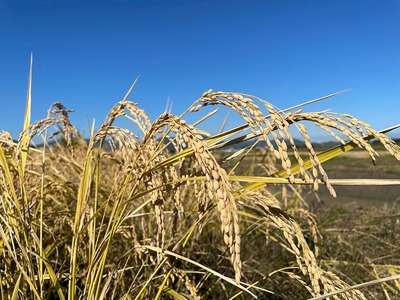 自然栽培米 キヌヒカリ 玄米 5kg　京都府・亀岡産 令和5年産 栽培期間中農薬不使用  ※離島への配送不可