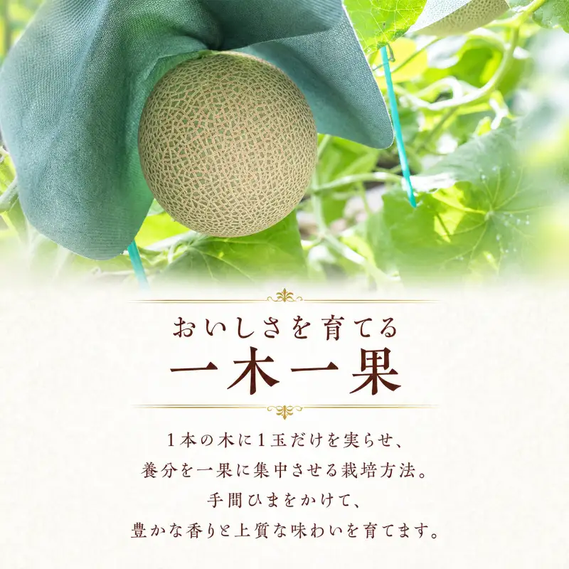 クラウンメロン 山等級 青肉 果物 クラウンメロン【1.4kg前後 2玉】