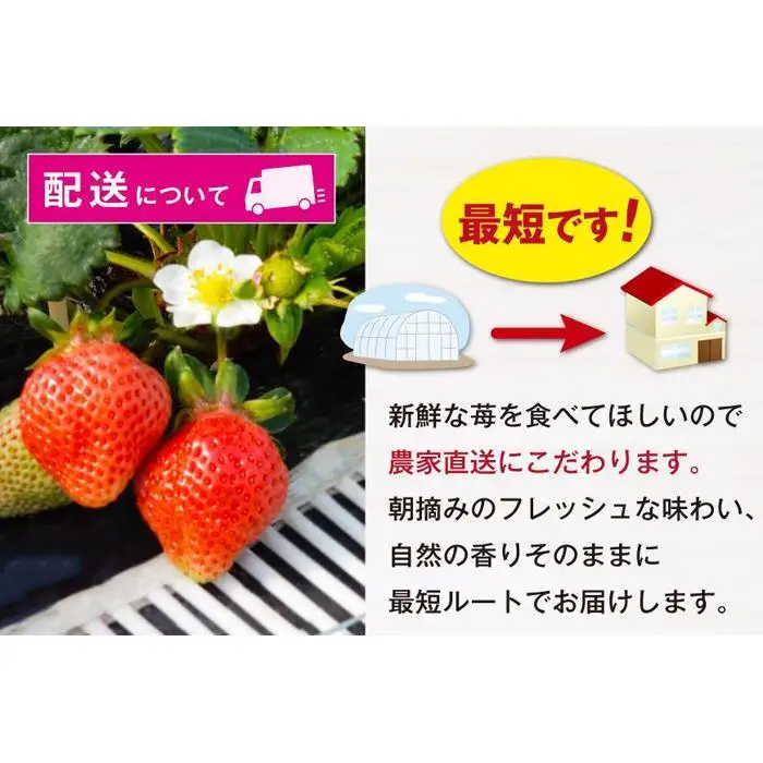 福岡県産あまおう 約270g×2パック 朝採りイチゴ 農家直送 苺専用パッケージでお届け