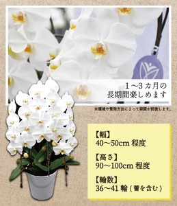 【９月発送分】コチョウラン３本立て【鴻巣花き市場品評会で最高賞受賞】