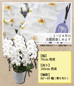 【９月発送分】コチョウラン５本立て【鴻巣花き市場品評会で最高賞受賞】
