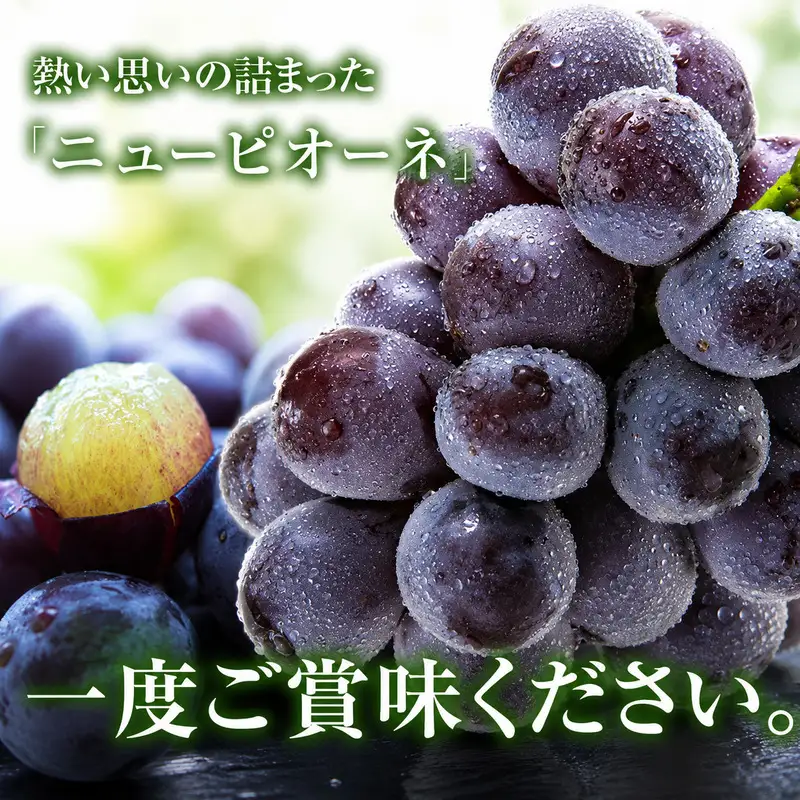 ニューピオーネ 岡山県産 ニューピオーネ【約4kg】【先行予約】