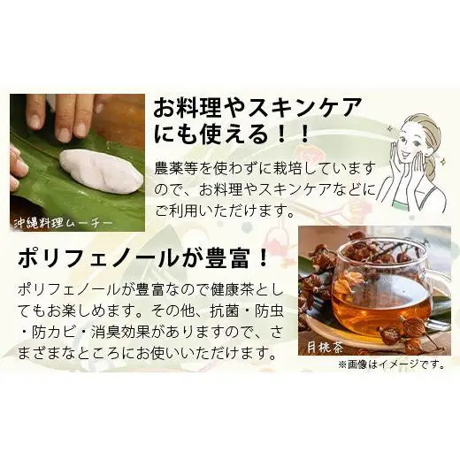 「月桃の苗」大1株　OI-14