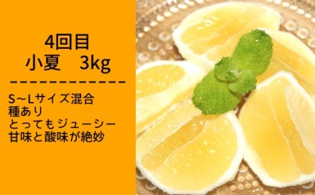 【令和８年発送】先行予約　柑橘フルーツ４回定期便（ぽんかん３kg・麗紅３kg・文旦５kg・小夏３kg）【J00018】